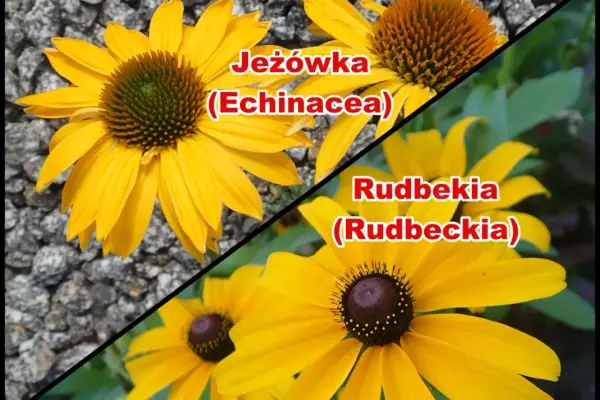 Czym jest utwór? - Poznaj budowę, rodzaje i najważniejsze różnice